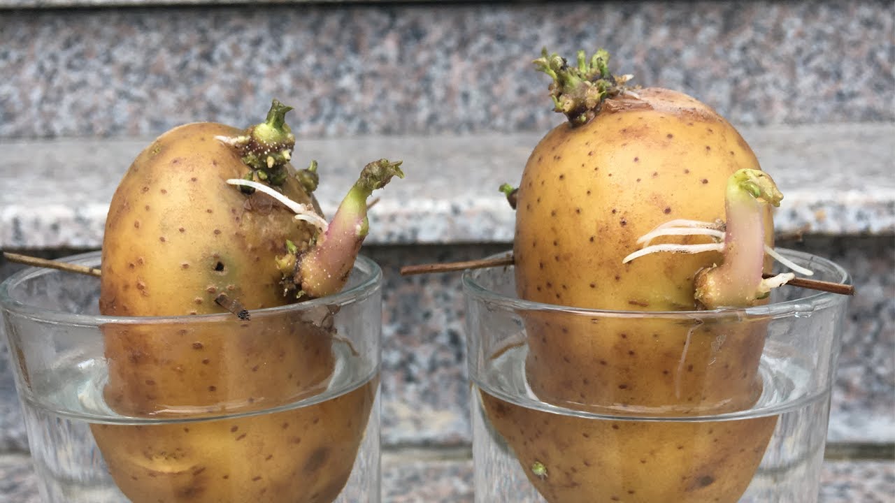 #1 Mẹo trồng khoai tây tại nhà nhanh mọc mầm – planting potatoes Mới Nhất
