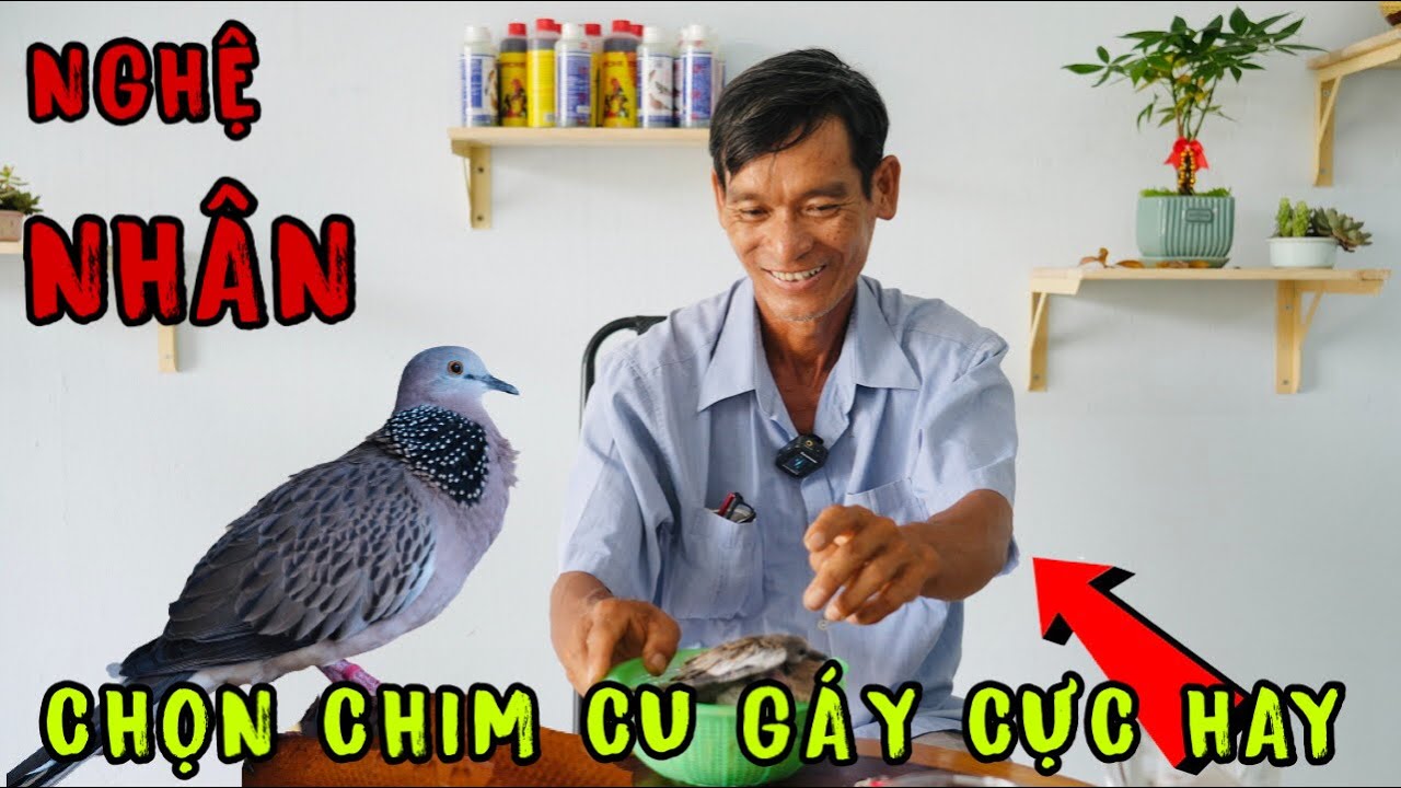 #1 🔴 Cách chọn chim cu gáy mồi của nghệ nhân Mới Nhất