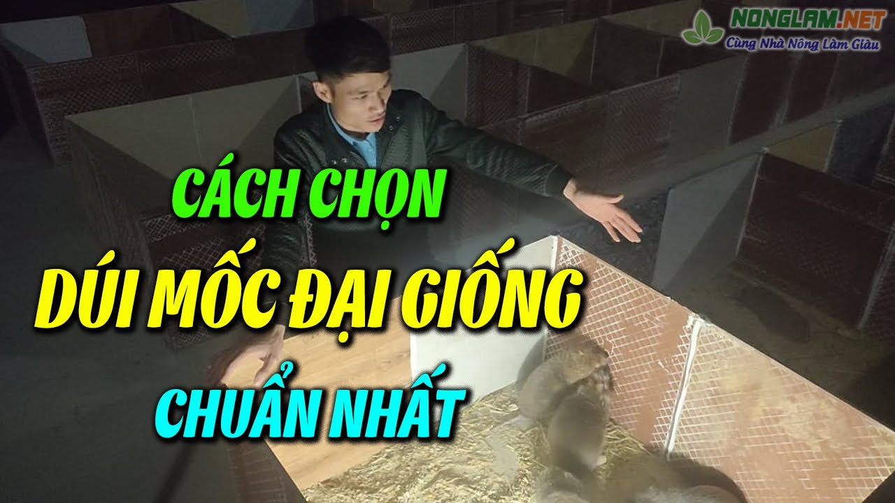 #1 Cách Chọn Dúi Giống Chuẩn Nhất  | Cách Chọn Thức Ăn | Trại Dúi Mốc Đại Hà Nội Mới Nhất