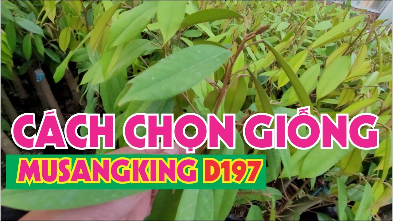 #1 Cách chọn giống sầu riêng Musangking D197 Mới Nhất