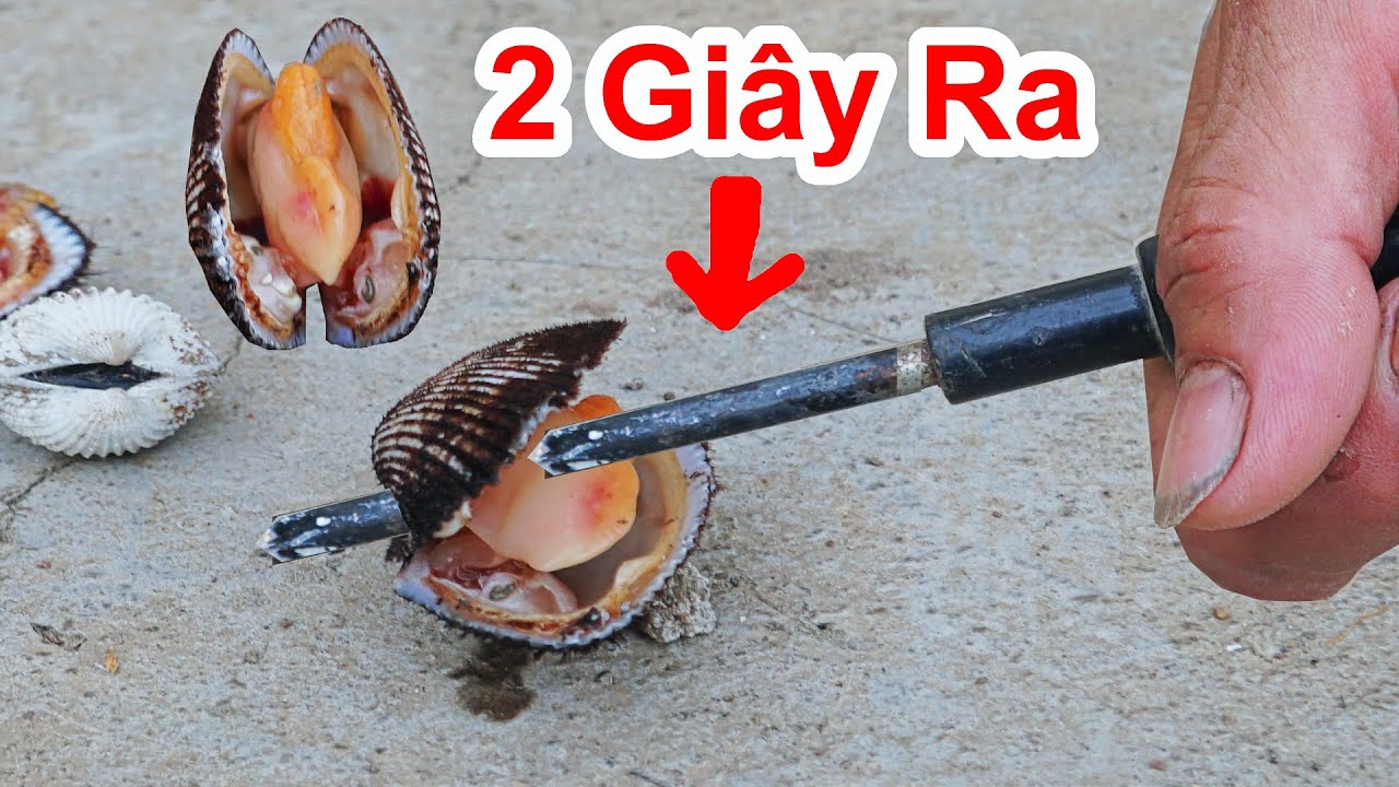 #1 Cách Cậy Vỏ Sò Lông 2 Giây Cực Nhanh / Mẹo Bóc Vỏ Sò Huyết Đơn Giản . how to attack the seashell Mới Nhất