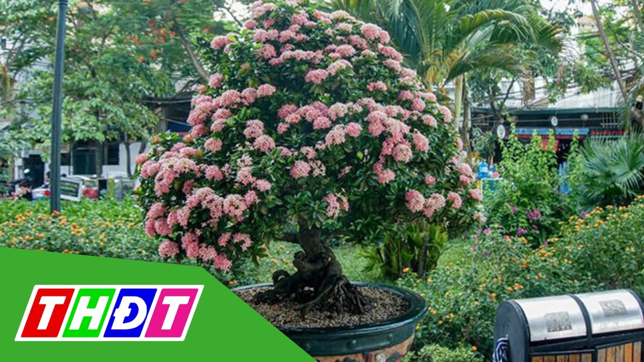 #1 Cây bông trang đột biến sắc hồng giá gần nửa tỷ | THDT Mới Nhất