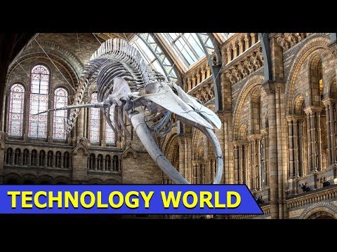 #1 Natural History Museum London | Asthma – Global Statistics & Facts | Technology World | Ep 41 Mới Nhất