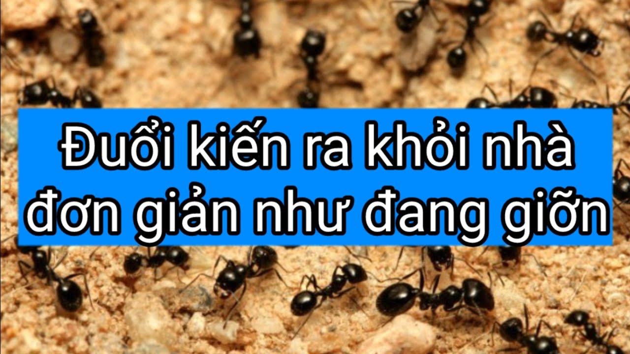 #1 Mẹo Vặt Cuộc Sống | Mẹo Đuổi Kiến Ra Khỏi Nhà – Tạm Biệt Lũ Kiến Một Cách Dễ Dàng Mới Nhất