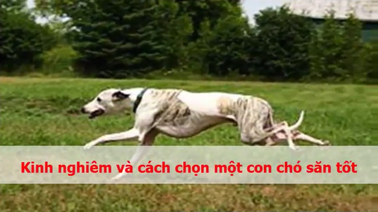 #1 Kinh nghiêm và cách chọn một con chó săn tốt Mới Nhất