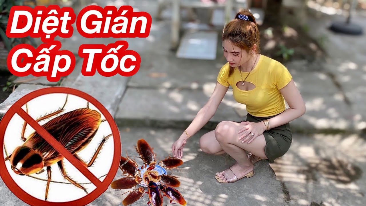 #1 Đây Là Cách Diệt Gián Cấp Tốc Siêu Nhanh Không Dùng Hóa Chất /Mẹo Đuổi Sạch Gián Siêu Nhanh Mới Nhất