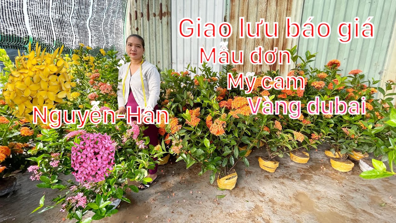 #1 Gl báo giá mẫu đơn vàng dubai,Mỹ vàng,Mỹ cam…☎️0704636733.Nguyễn-Hân. Mới Nhất