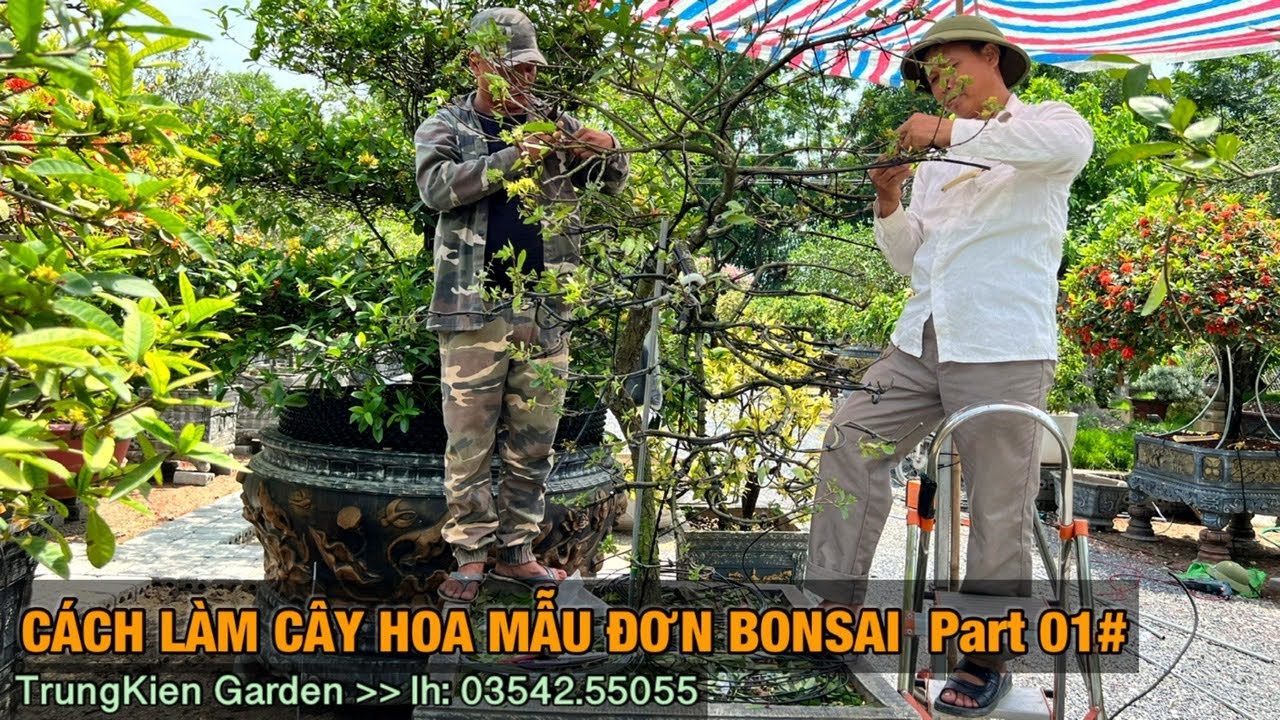 #1 Cách làm cây hoa mẫu đơn bonsai part 01 ( dáng phu thê ) -Trung kiên garden, zalo: 035.42.55055 Mới Nhất