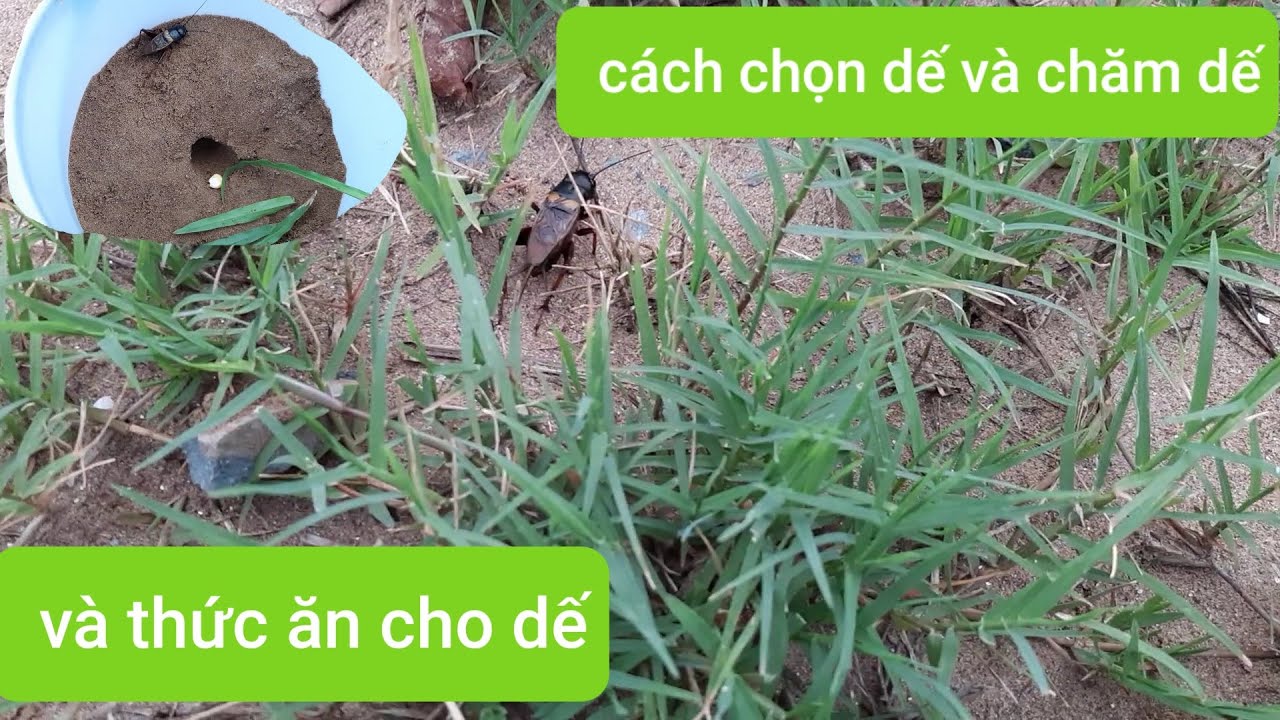 #1 Chia sẻ cách chọn dế và chăm dế đá Mới Nhất