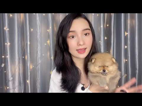 #1 Có nên cạo lông máu cho chó phốc sóc? | Bánh Bò Pomeranian Vlog #9 Mới Nhất