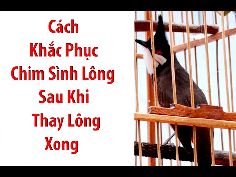 #1 Cách Khắc Phục Chào Mào Sinh Lông Sau Khi Thay Lông Xong #phú_tường_wedding Mới Nhất