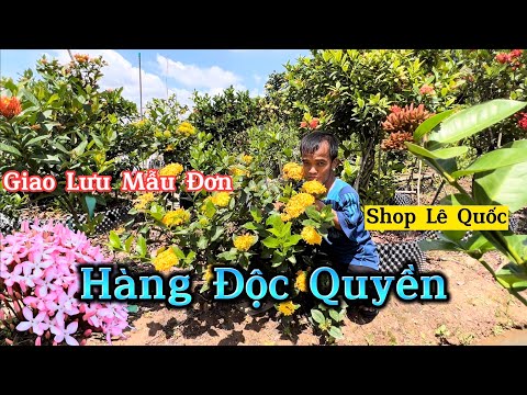 #1 GL Nhà Vườn Lê Quốc. Chuyên Cung Cấp Mẫu Đơn Hoa Sọc, Hàng Mới Lạ. Mới Nhất