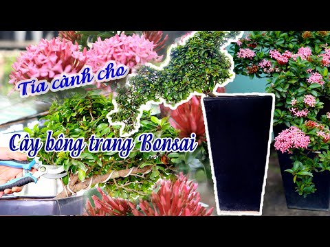 #1 Tỉa Cây Bông Trang (Mẫu Đơn) Bonsai Đúng Cách Mới Nhất