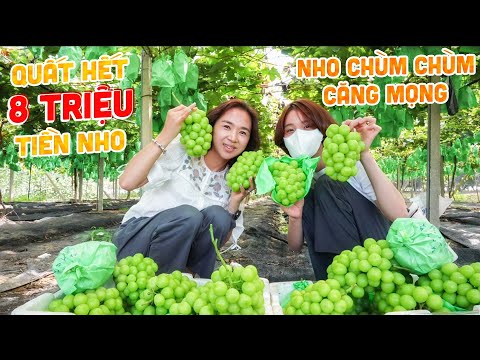 #1 |976| HAI CHỊ EM ĐI HÁI NHO MẪU ĐƠN TẠI VƯỜN, CHƠI LỚN MUA HẾT 8 TRIỆU TIỀN NHO. Mới Nhất