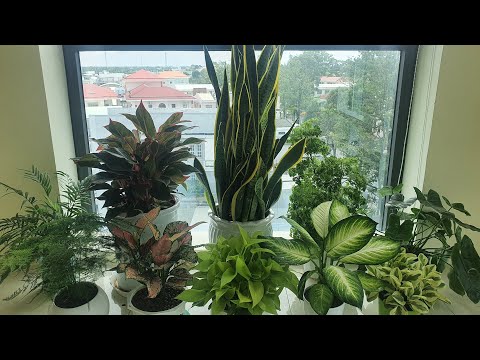 #1 Chi tiết cách chăm sóc kiểng nội thất (How do you care for indoor plants) Mới Nhất