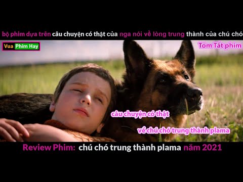 #1 Chú chó Trung Thành khiến hàng Triệu người Rơi Lệ – Review Phim Chú Chó Trung Thành Palma Mới Nhất