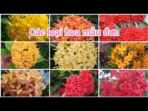 #1 Cách phân biệt các loại hoa mẫu đơn || Bông trang cho người mới chơi. Mới Nhất