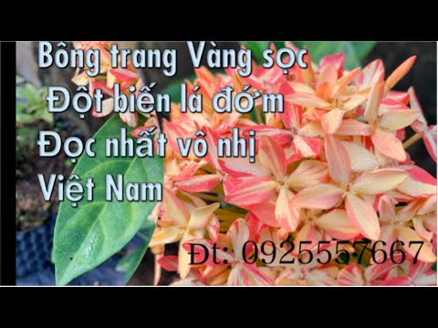 #1 HKTH08 Cách giâm cành-lá mẫu đơn( bông trang) đột biến từ siêu kích rể,vàng sọc đỏ lá đốm đọc-lạ Mới Nhất