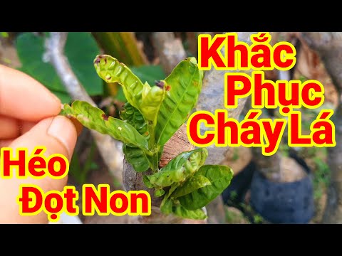 #1 Cách Khắc Phục Cháy Lá Vs Héo Đọt Non Mẫu Đơn RừngKuTâmTV Mới Nhất