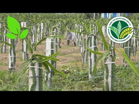 #1 Cách chăm sóc cây thanh long 1 tháng tuổi trong mùa mưa | VTC16 Mới Nhất