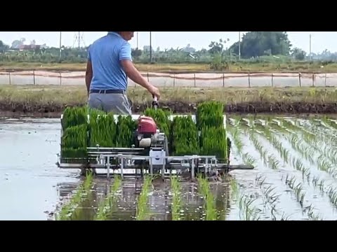 #1 3 cỡ máy cấy cùng 1 giống lúa trên mảnh ruộng xem loại nào năng xuất hơn – Rice Transplanter Mới Nhất