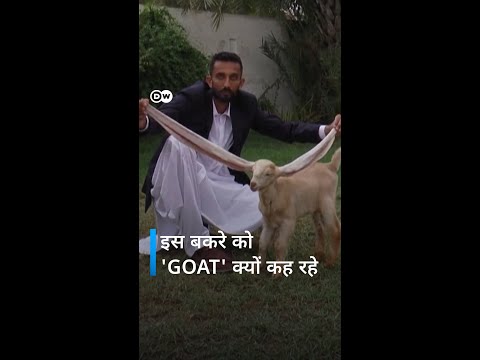 #1 लंबे कानों वाला बकरा, जो दुनियाभर में धूम मचा रहा है [Simba: Famous long ears baby goat] Mới Nhất