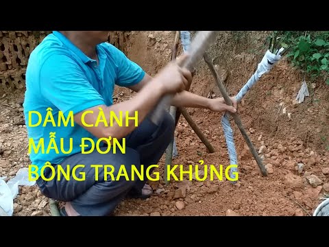 #1 Chia sẻ kỹ thuật dâm cành mẫu đơn, bông trang khủng-TV Dũng Cây Mới Nhất