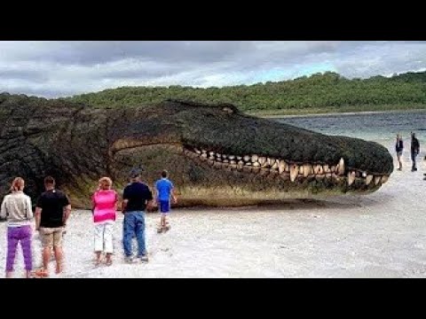 #1 TOP 10 BIGGEST ANIMALS IN THE WORLD Mới Nhất