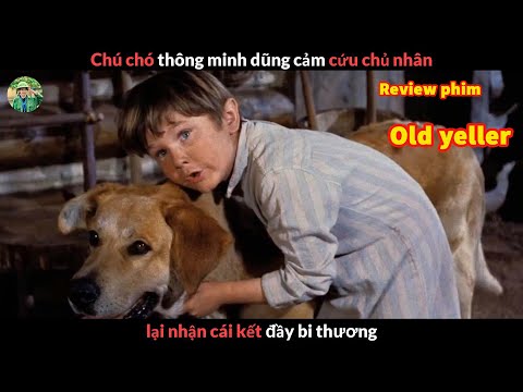 #1 Chú Chó Dũng Cảm và cái kết đầy Bi Thương – review phim old yeller Mới Nhất