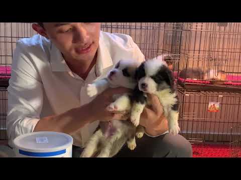 #1 Dương KC – Chó Corgi Cute Thuần Chủng Và Cách Chọn Chó Corgi Đẹp Mới Nhất