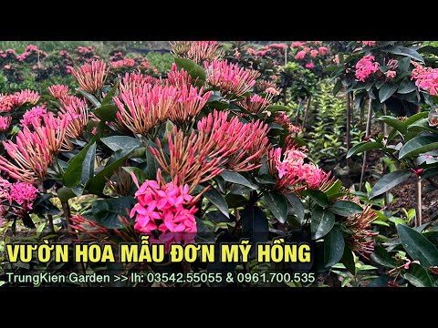 #1 vườn hoa mẫu đơn mỹ hồng -Trung kiên garden, zalo: 035.42.55055 & 0961.700.535 Mới Nhất