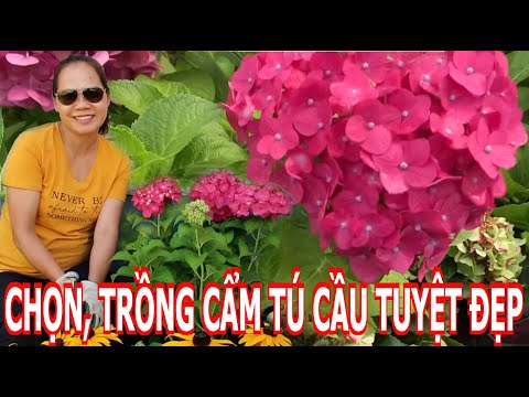 #1 Cách chọn mua và cách trồng, chăm sóc Cẩm Tú Cầu – Hyderangea Mới Nhất