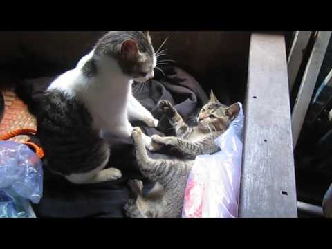 #1 two cats fighting – hai con mèo đánh nhau như phim Thành Long Mới Nhất
