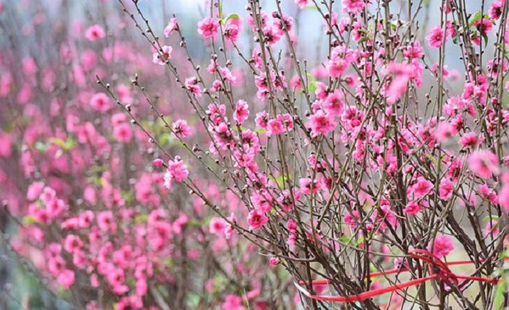 Một cành đào đẹp thì có hoa cánh kép, màu thắm, cành đều, gốc thẳng