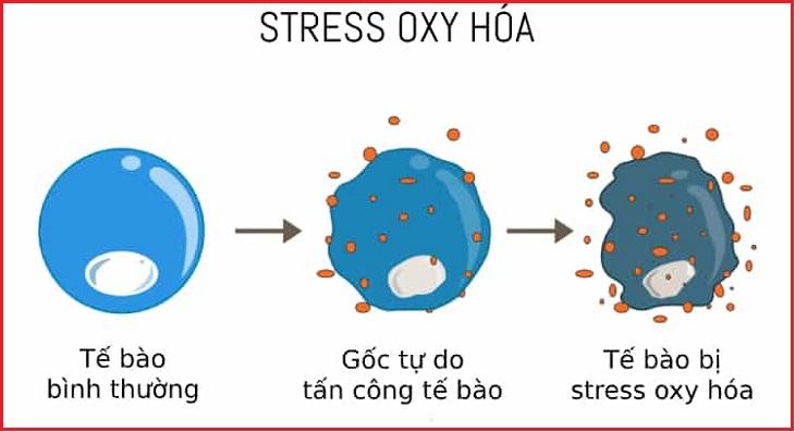 Oxidativen Stress