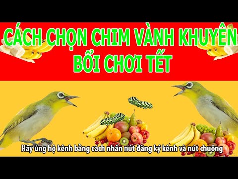 #1 Cách chọn chim vành khuyên bổi hót hay chơi tết – CNCS Mới Nhất