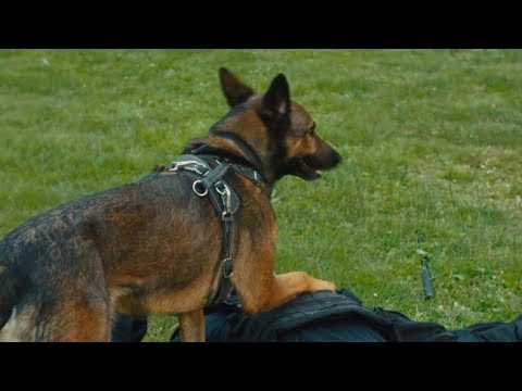 #1 Phim hành động hay nhất 2017 – Chú chó Rambo – Thuyết Minh (Full HD) Mới Nhất