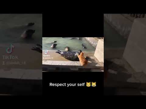 #1 Don't speak meow words!😾😹 #shorts #fun #cat #viral Mới Nhất