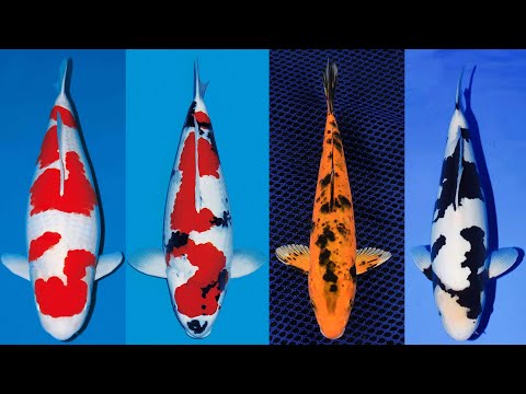 #1 Top Cá KOI Nhật Bản Thịnh Hành Nhất Hiện Nay Người Chơi Koi Cần Biết Mới Nhất