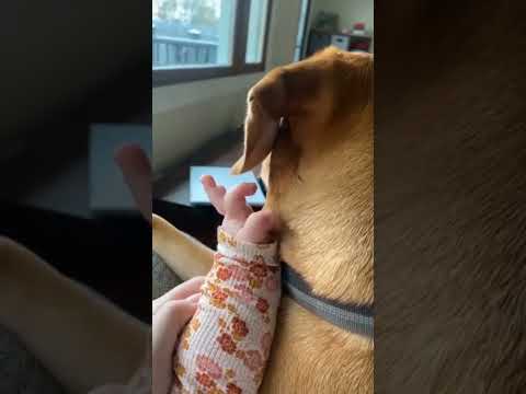 #1 omg so cute best cats and sweet dogs Funny Animals life videos try not to laugh Mới Nhất