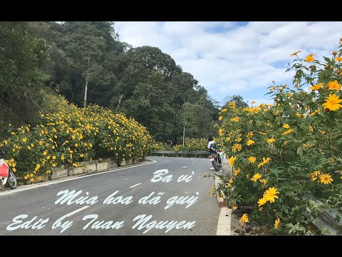 #1 Kinh nghiệm phượt Ba Vì bằng xe máy mùa hoa dã quỳ nở rộ đẹp nhất || Vivu go Travel Mới Nhất