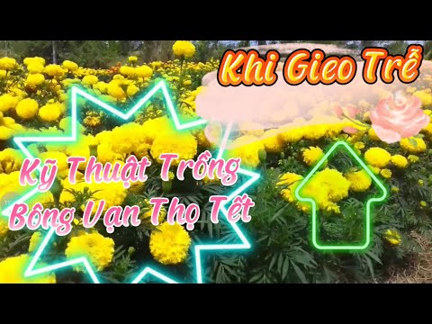 #1 cách chọn giống bông vạn thọ để trồng dịp tết Mới Nhất