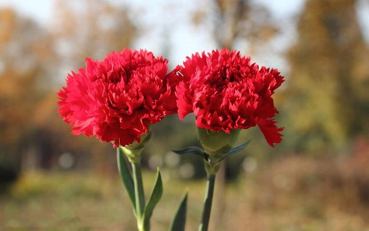 Wählen Sie Blumen, die halb halb sind und nicht vollständig blühen. Der Kelch muss grün sein