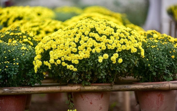   Wählen Sie Pflanzen mit Vitalität, die keine Zweige oder Knospen brechen sollen