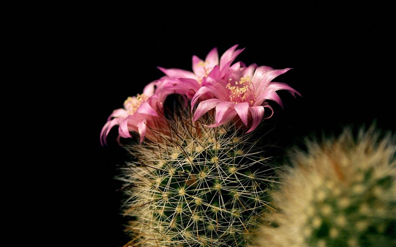 Blumen oder Pflanzen mit Dornen