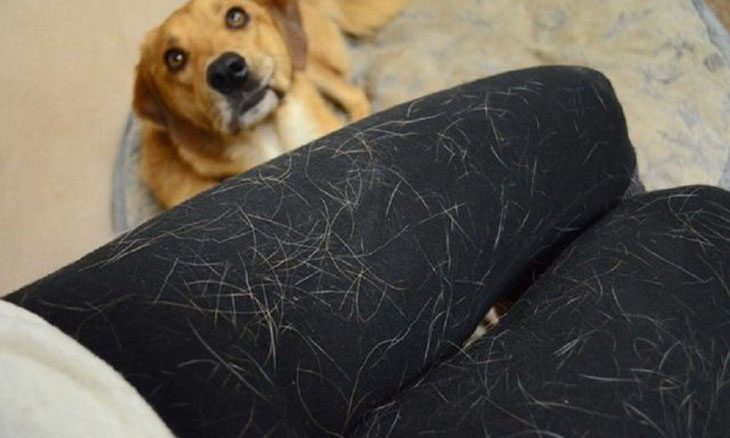 Nếu bạn nuôi thú cưng trong nhà, quần áo của bạn ít nhiều sẽ bị dính lông.