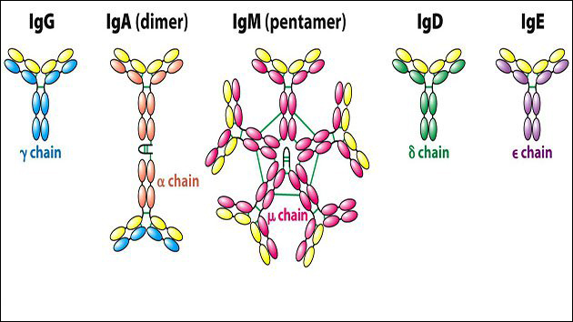 Kháng thể được chia thành 5 loại