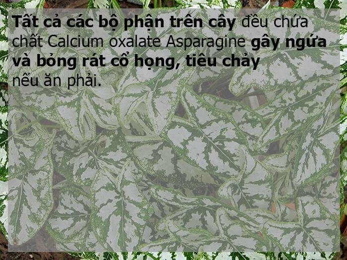 22 loài hoa cực đẹp nhưng cực độc (Phần 2)