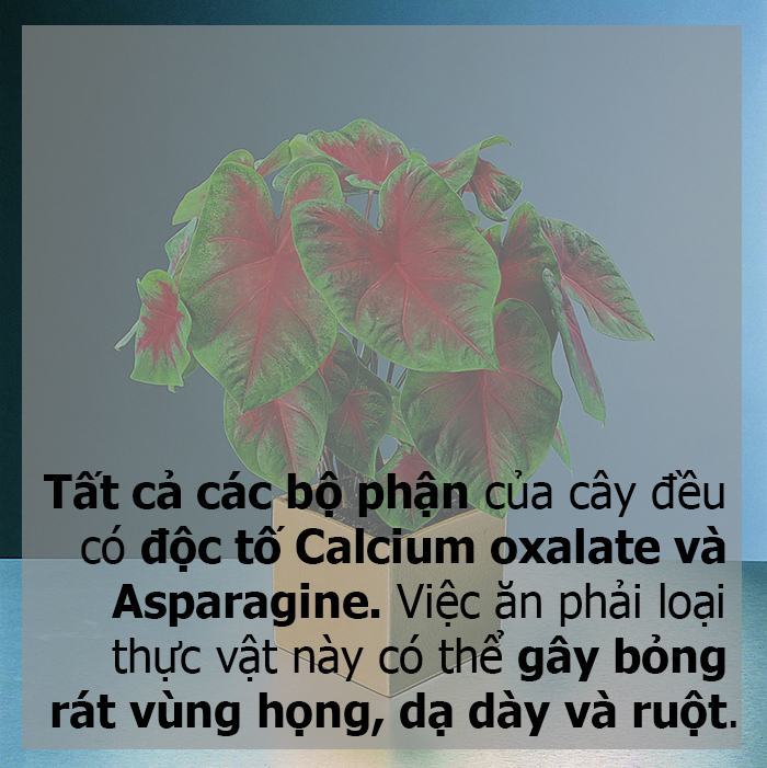 Họa tiết đỏ