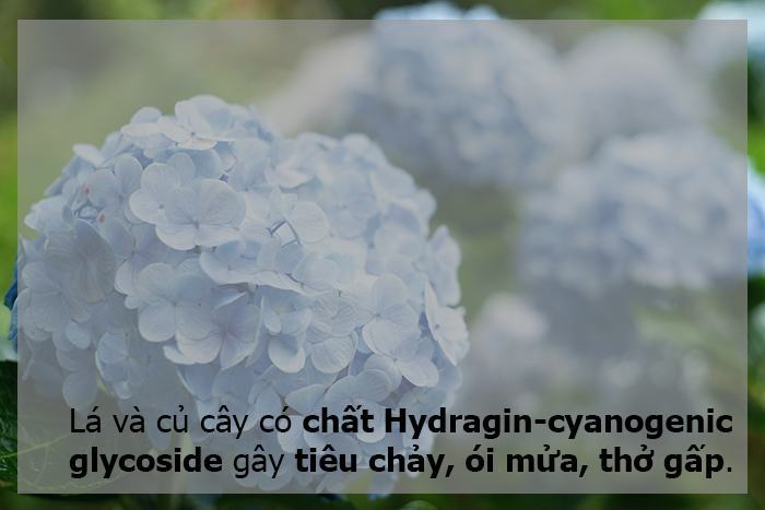 cây tú cầu